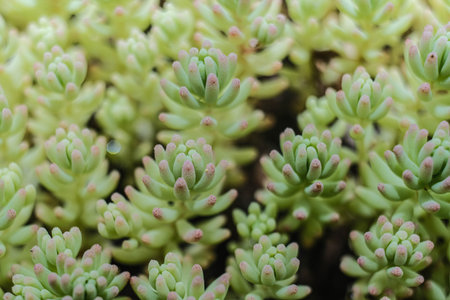 A vibrant close-up of lush green succulents with pink tips, forming a dense and beautiful natural pattern.の写真素材