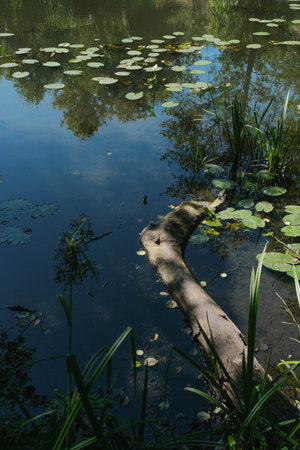 Submerged log amidst lily pads and water, reflecting surrounding lush green foliage.の写真素材