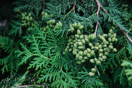 A close-up of vibrant green thuja branches laden with numerous small, developing seed cones.の写真素材
