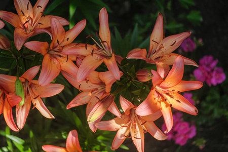 Vibrant orange-red lilies with dark spots, glowing against a soft, dark background. Elegant blooms in natural light.の写真素材