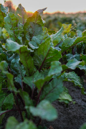 Morning dew kisses vibrant beet leaves, bathed in the soft glow of a sunrise, hinting at a bountiful...