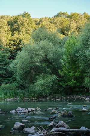 Serene green river with mossy rocks, bordered by lush trees under soft light.