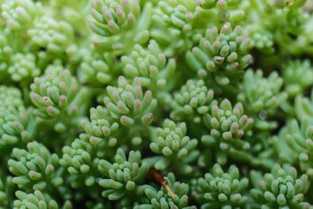 A vibrant close-up of lush green succulents with pink tips, forming a dense and beautiful natural pattern.の写真素材