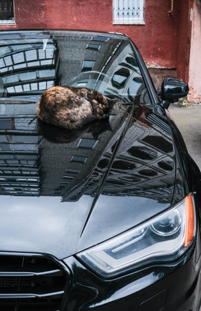 A striped cat comfortably naps on the shiny black hood of a car, with city reflections on the vehicles surface.の写真素材