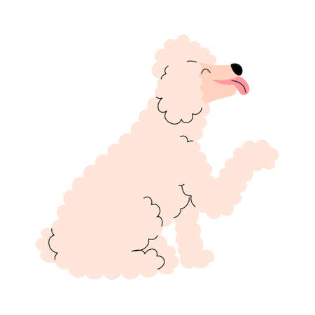 Portrait of a positive poodle with his tongue hanging out and his paw raised. Vector illustration in flat styleのイラスト素材