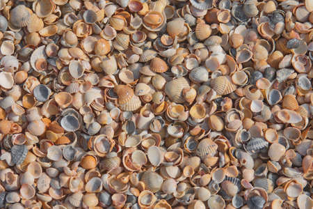 Seashells on the seashoreの写真素材
