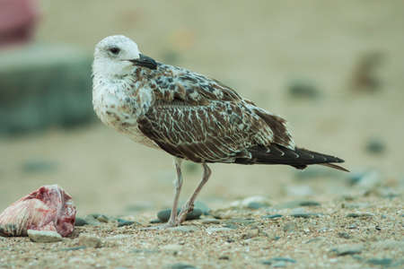 seabirdの写真素材