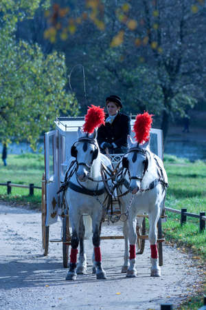 a pair of horses harnessed to a carriage in autumn parkのeditorial素材