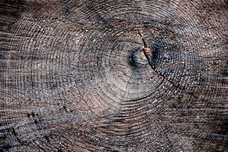 Close up of a slice of the old dead pineの写真素材