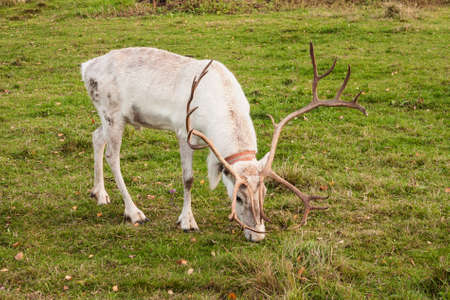 White deer grazing in the autumn meadowの写真素材