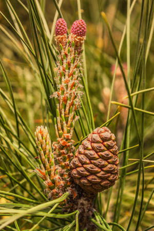 Evergreen pine tree branch with young shoots and fresh green buds, needles close-upの写真素材