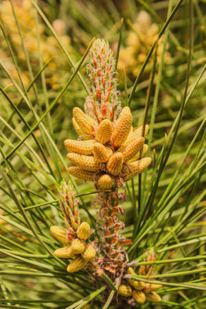 Evergreen pine tree branch with young shoots and fresh green buds, needles close-up