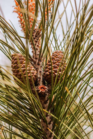 Evergreen pine tree branch with young shoots and fresh green buds, needles close-upの写真素材