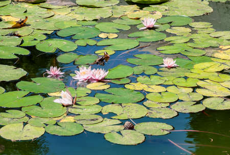 Pink Lotus flower and Lotus flower plantsの写真素材