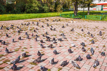 A flock of pigeons walks and feeds near a dog sleeping in the sun.の写真素材