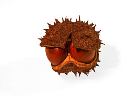 Fruit of a mature, wild, chestnut closeup on a white background.の写真素材