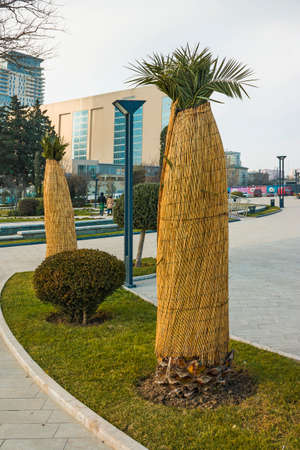 Measures to protect heat-loving plants in winter. Wrapping palm trees thatched matting to protect from the cold windの写真素材