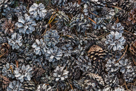 Dry fir and pine cones lie under the tree on the ground in disorder. Chaos.