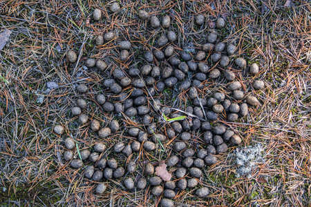 Old moose litter in the forest on dried grass close-up. Elk excrement, scat, shit.