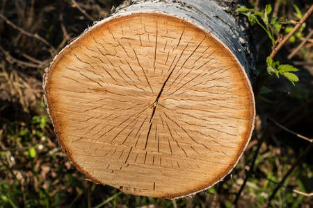 A pile of logs prepared and stored in bulk. The cut texture is the cracked wood. Close up.