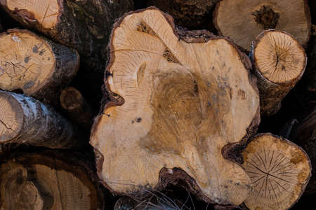 A pile of logs prepared and stored in bulk. The cut texture is the cracked wood. Close up.