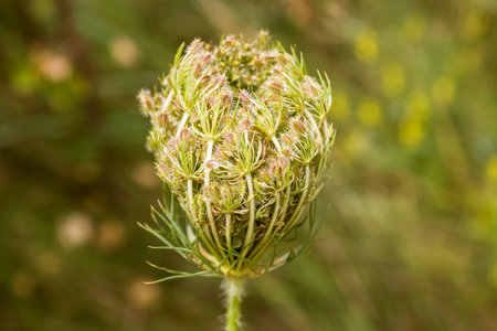 Wild carrot seeds. The flowering time of Wild carrots is when seeds are formed that have sharp hooks that allow them to cling to spread in nature.の写真素材