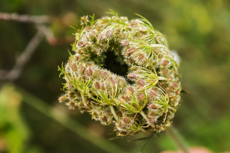 Wild carrot seeds. The flowering time of Wild carrots is when seeds are formed that have sharp hooks that allow them to cling to spread in nature.の写真素材
