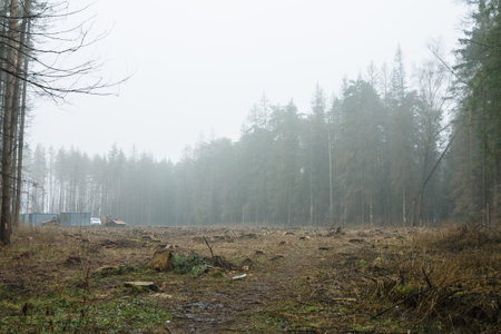 Sanitary felling of trees infected with eight teeth-typographus (IPS typographus). Moscow oblast. Russia.の写真素材