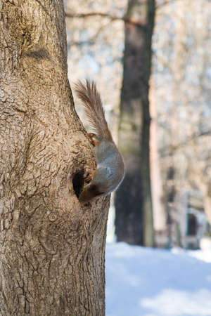 A squirrel with a fluffy tail nibbles nut. Wild nature, gray squirrel in the autumn forest. Squirrel eats close-up. The squirrel changes color by winter.の写真素材