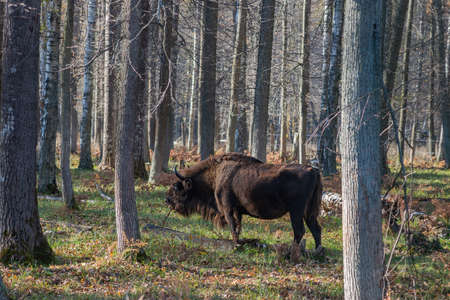 European bison (Bison bonasus), also known as Wisent or the European wood bison grazing in the wood. Prioksko-Terrasny Nature Biosphere Reserve. Russiaの写真素材