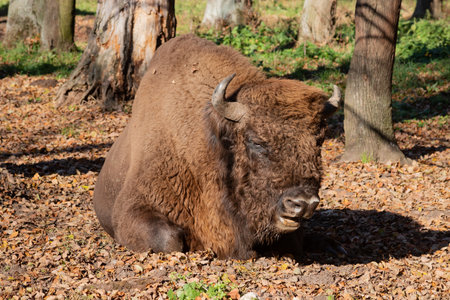 European bison (Bison bonasus), also known as Wisent or the European wood bison grazing in the wood. Prioksko-Terrasny Nature Biosphere Reserve. Russiaの写真素材