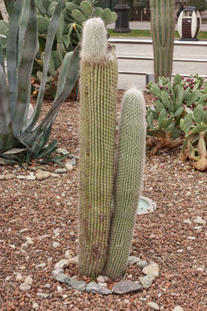 Cactus with thorns close-up growing in a city park. Specially grown decorative cactus.の写真素材