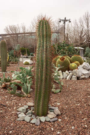 Cactus with thorns close-up growing in a city park. Specially grown decorative cactus.の写真素材