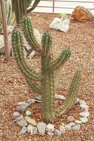 Cactus with thorns close-up growing in a city park. Specially grown decorative cactus.の写真素材