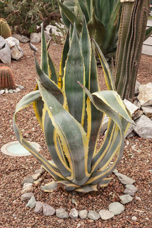 Cactus with thorns close-up growing in a city park. Specially grown decorative cactus.の写真素材