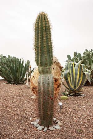 Cactus with thorns close-up growing in a city park. Specially grown decorative cactus.の写真素材