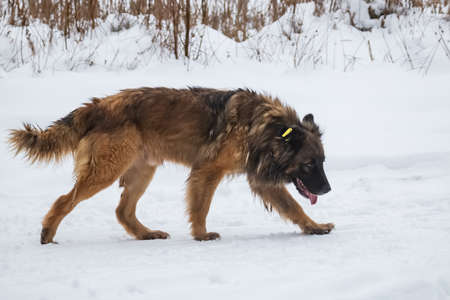 A homeless, hungry dog walks in a wild desert area in winter in search of food.の写真素材