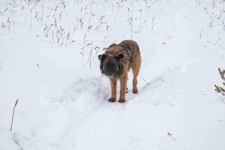 A homeless, hungry dog walks in a wild desert area in winter in search of food.の写真素材