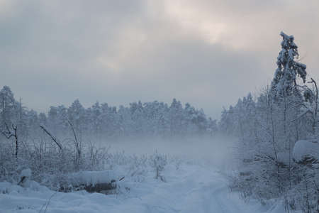Winter landscape. In December, a rare natural phenomenon - fog descended to the ground in the cold. Fog hid the sky and the sun.の写真素材