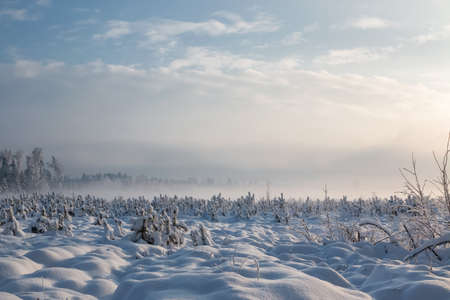 Winter landscape. In December, a rare natural phenomenon - fog descended to the ground in the cold. Fog hid the sky and the sun.の写真素材