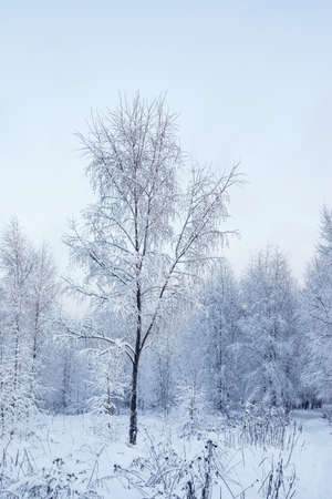 A wonderful fairy-tale forest stands covered with snow. Trees are abstract patterns of snow. Winter snowy landscape.の写真素材