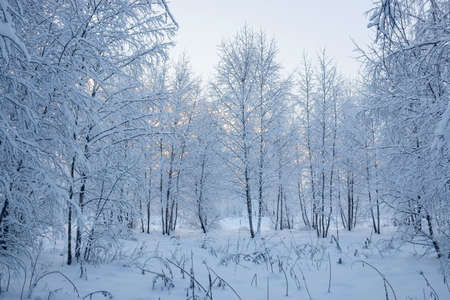 A wonderful fairy-tale forest stands covered with snow. Trees are abstract patterns of snow. Winter snowy landscape.の写真素材