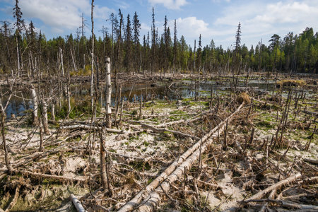 Dead trees in the swamp. The concept of ecology and environmental pollutionの写真素材