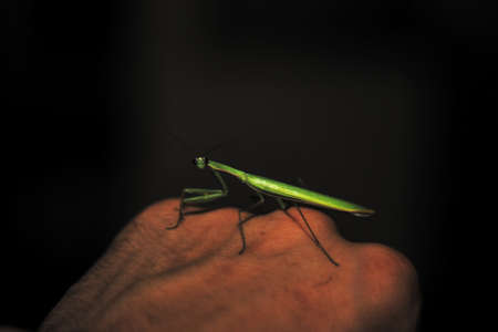 Female green mantis on the hand of a man. Close-up view. Dark background. Mantis looks to you.