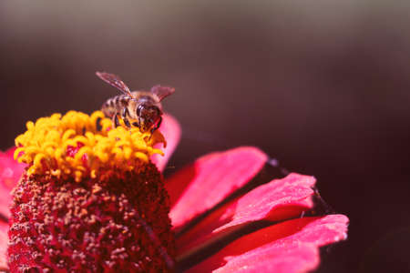 The bee collects the pollen from the flower of the pink zinnia. A macro of a bee on a zinnia flower.の写真素材