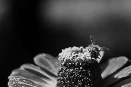 The bee collects the pollen from the flower of the pink zinnia. A macro of a bee on a zinnia flower.の写真素材