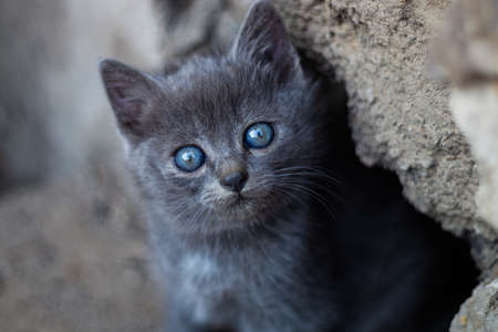 Grey kitten with blue eyesの写真素材