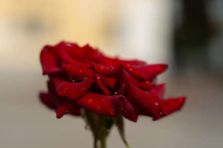 Hue red rose with water drops on blurred background. Close-up view.の写真素材
