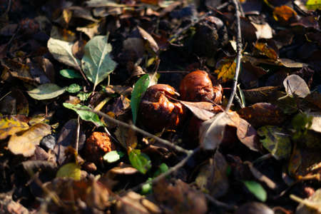 Rotten frozen apples on dark ground with orange leaves in apple garden. October frost.の写真素材