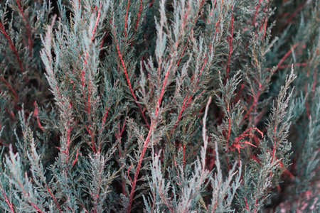 Tuja leaves closeup. Leaves are dark green colour and branches are dark red colour.